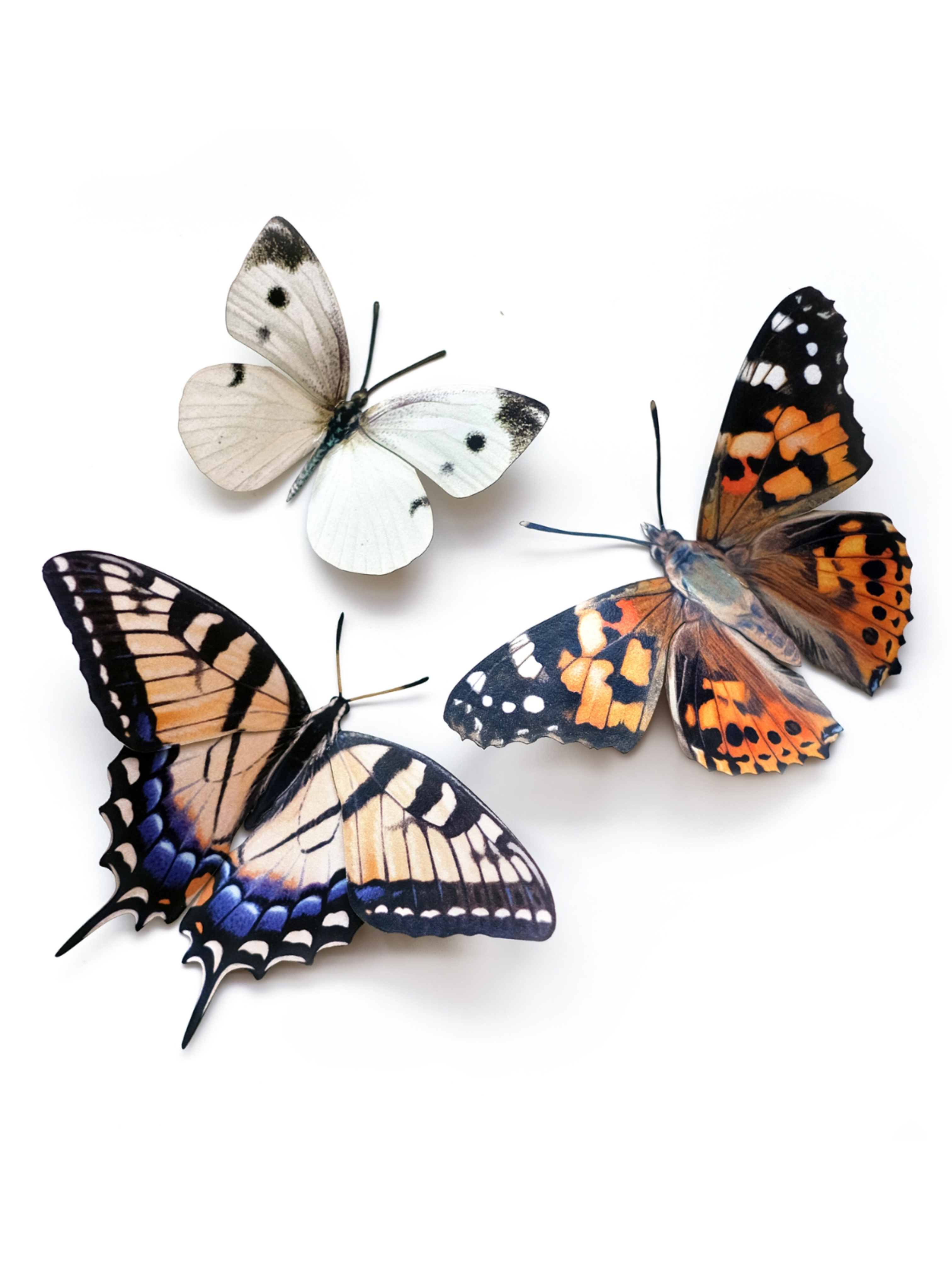 •SOUTHEAST• butterfly fine paper specimens