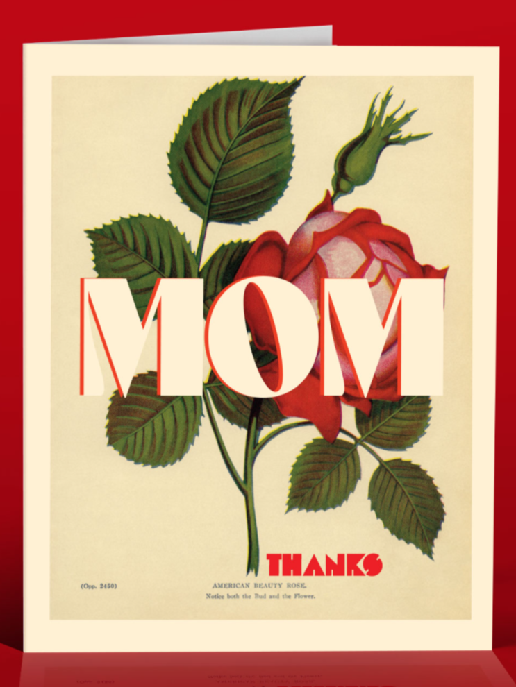 •AMERICAN BEAUTY ROSE• mom card