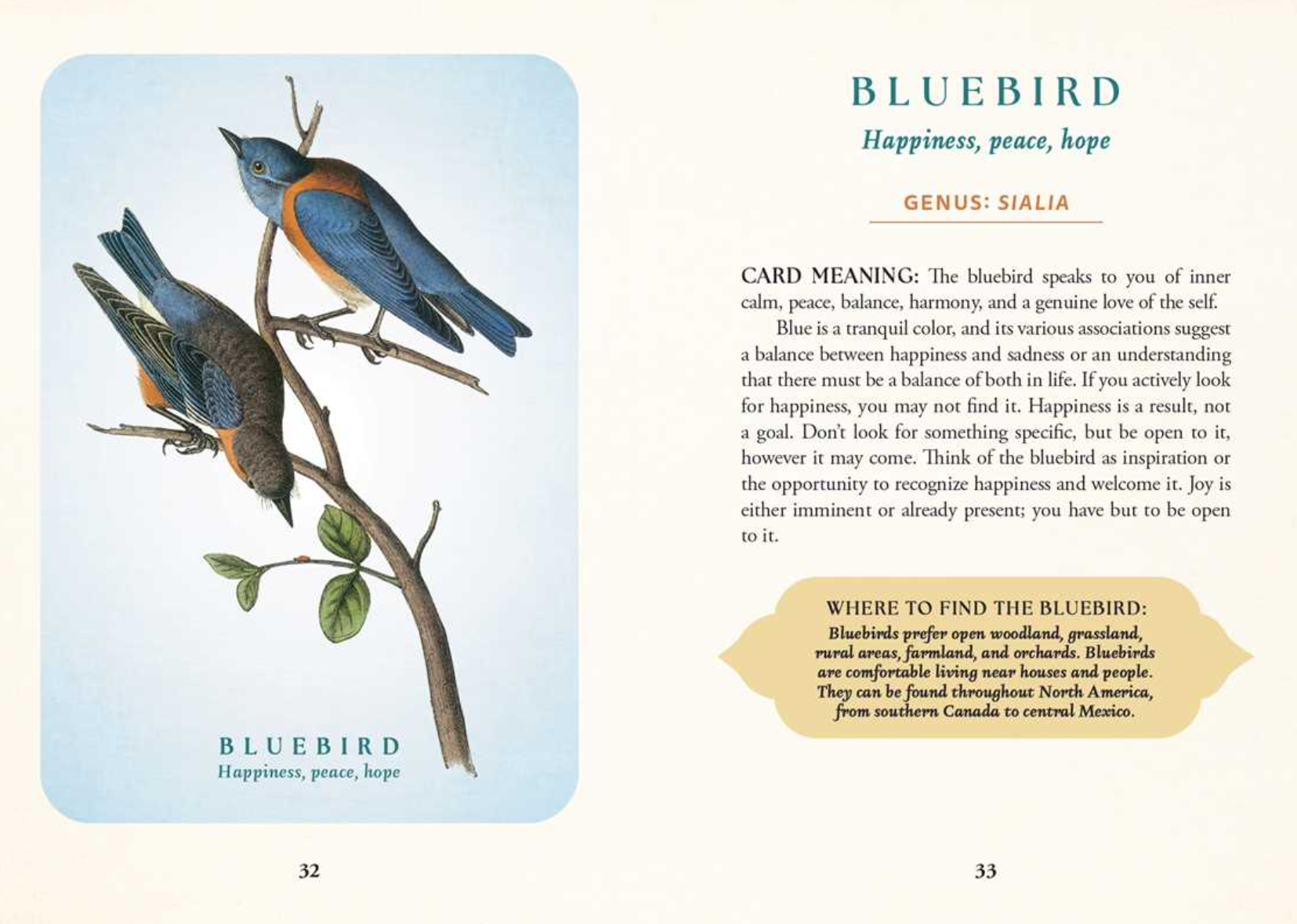 •SPIRITUAL MEANING OF BIRDS• oracle deck