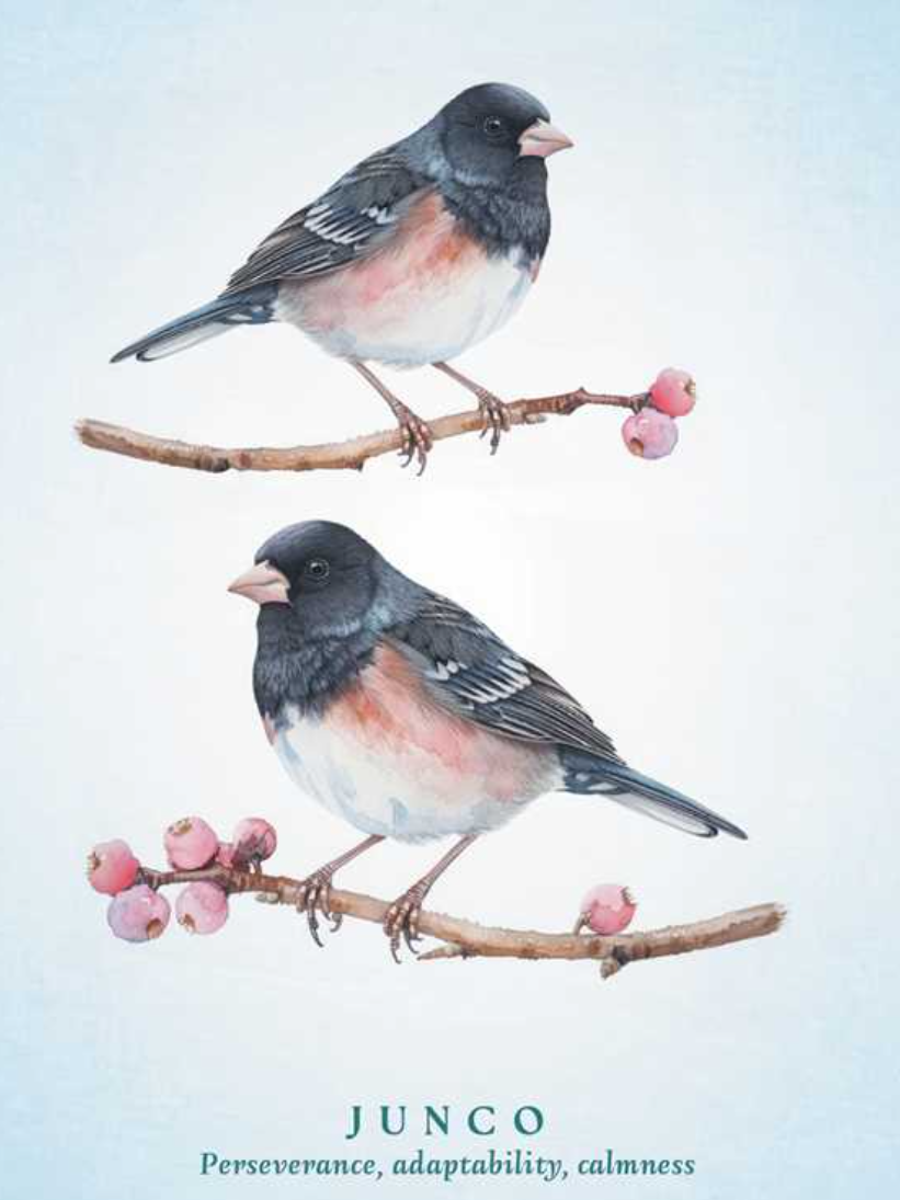 •SPIRITUAL MEANING OF BIRDS• oracle deck