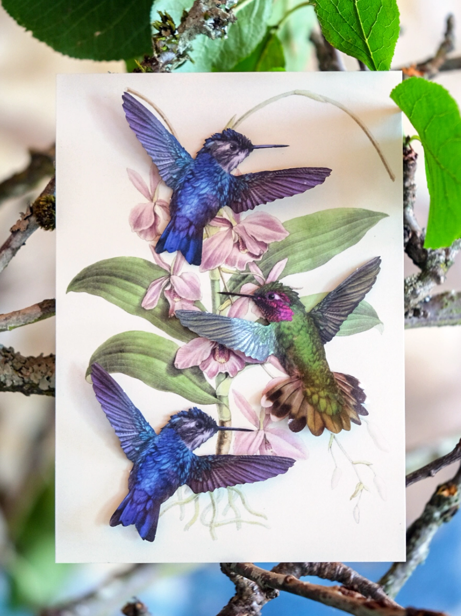 •FLUTTER• hummingbird fine paper specimens