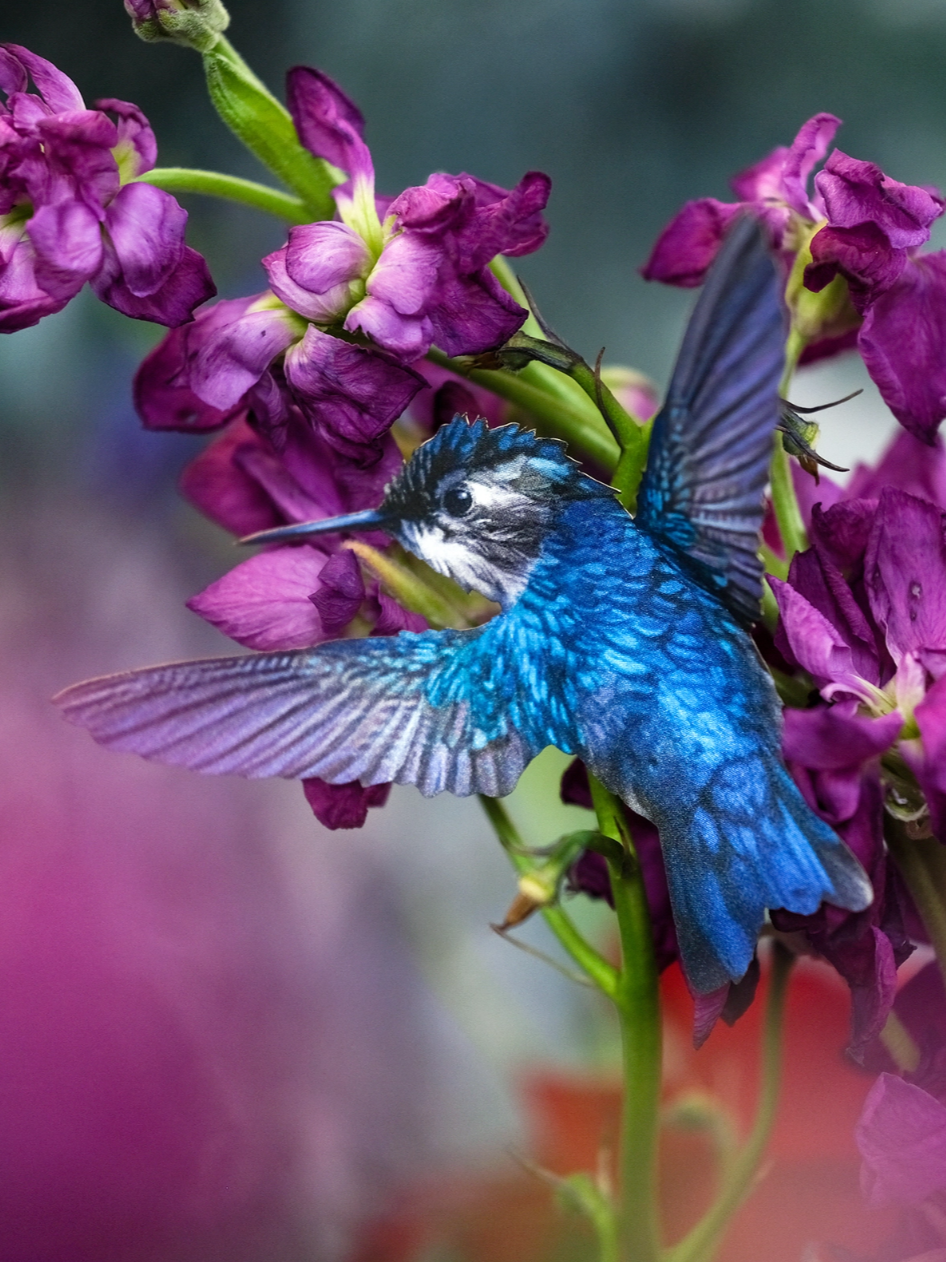 •FLUTTER• hummingbird fine paper specimens