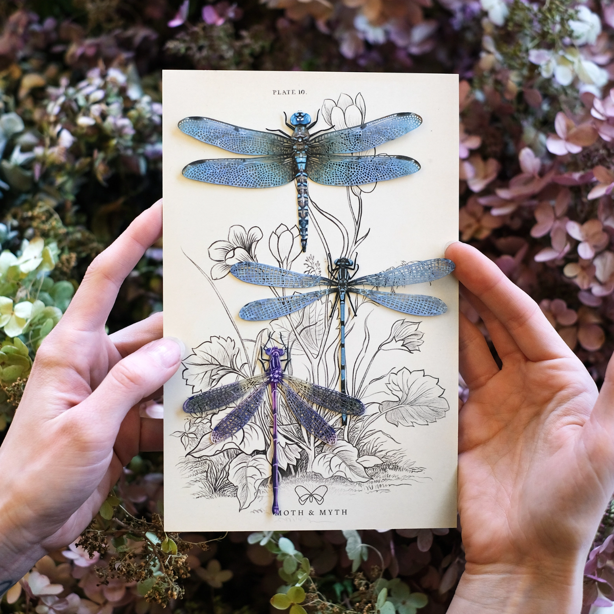 •AERIAL• dragonfly fine paper specimens