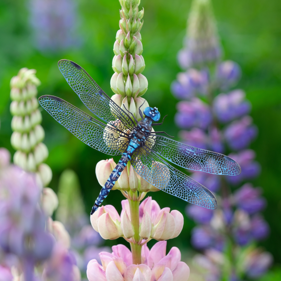 •AERIAL• dragonfly fine paper specimens