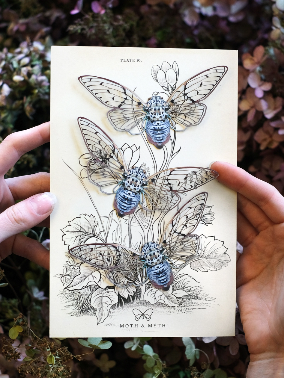 •GHOST• cicada fine paper specimens