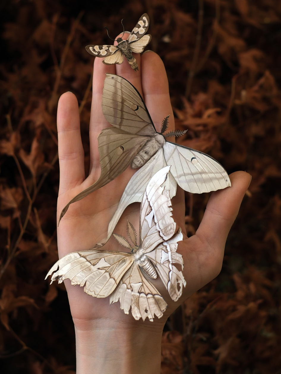 •LORE• moth fine paper specimens