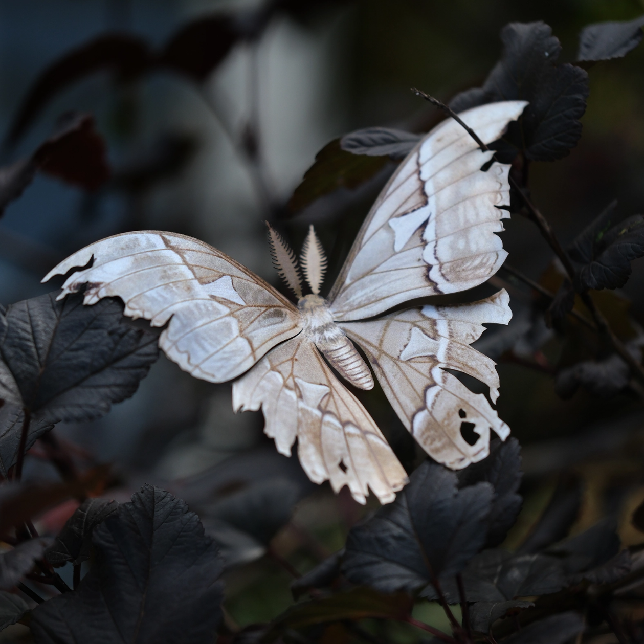 •LORE• moth fine paper specimens