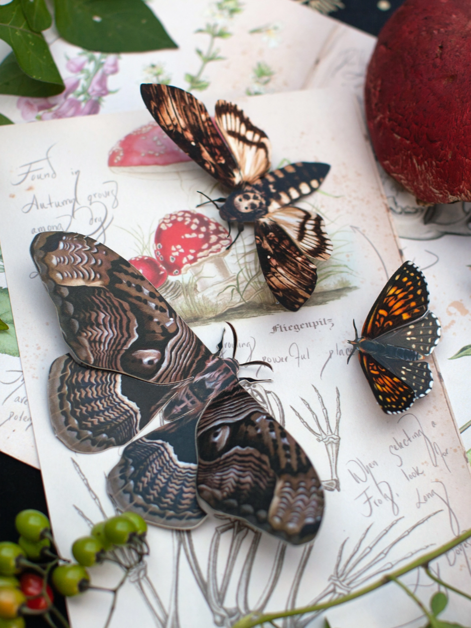 •OWL• moth + butterfly fine paper specimens