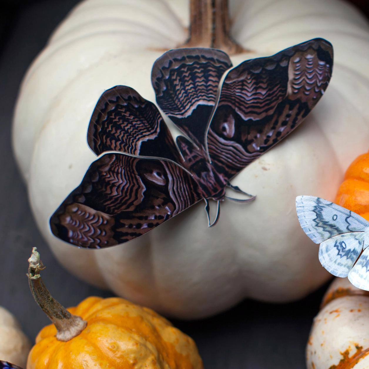 •OWL• moth + butterfly fine paper specimens