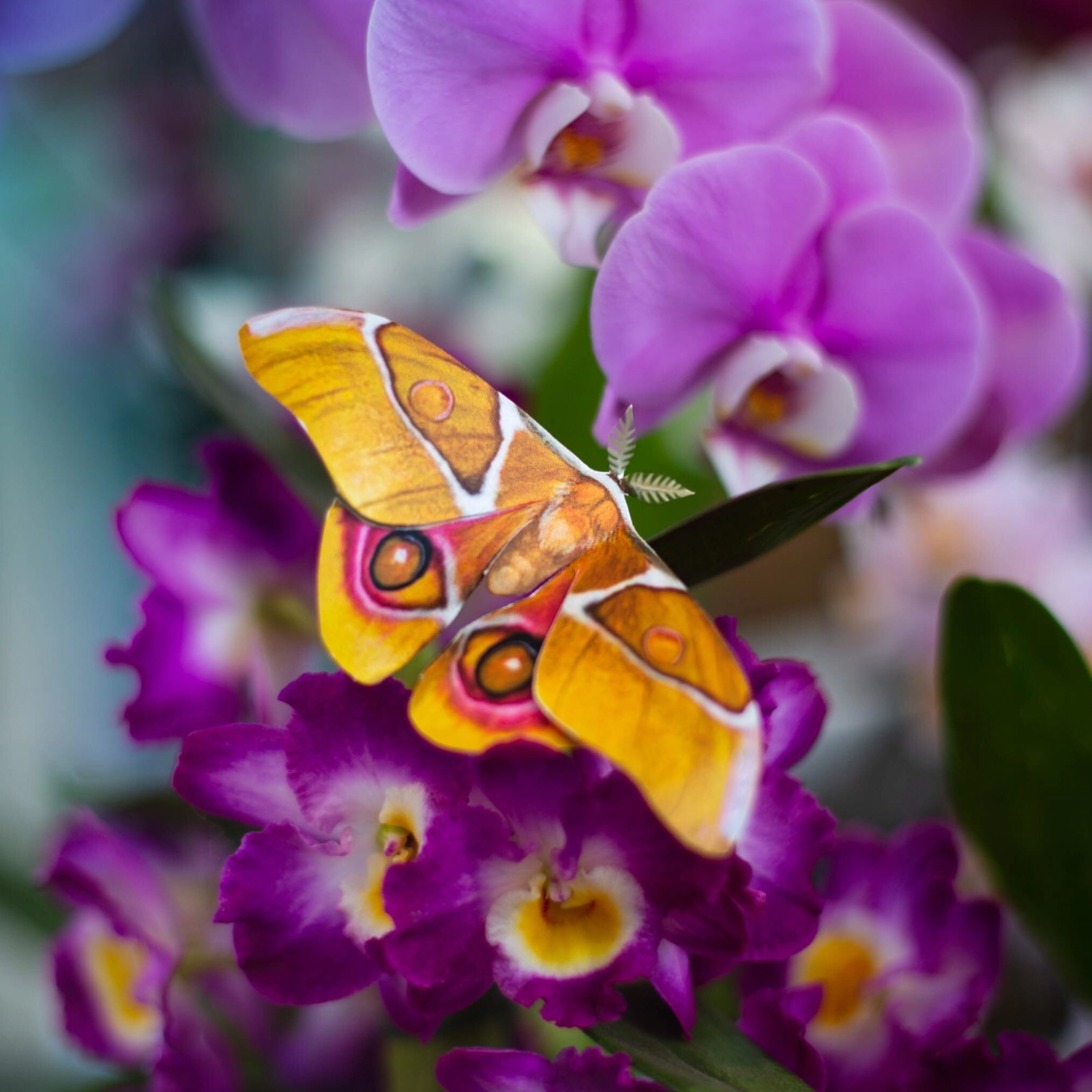•AMBER• moth fine paper specimens