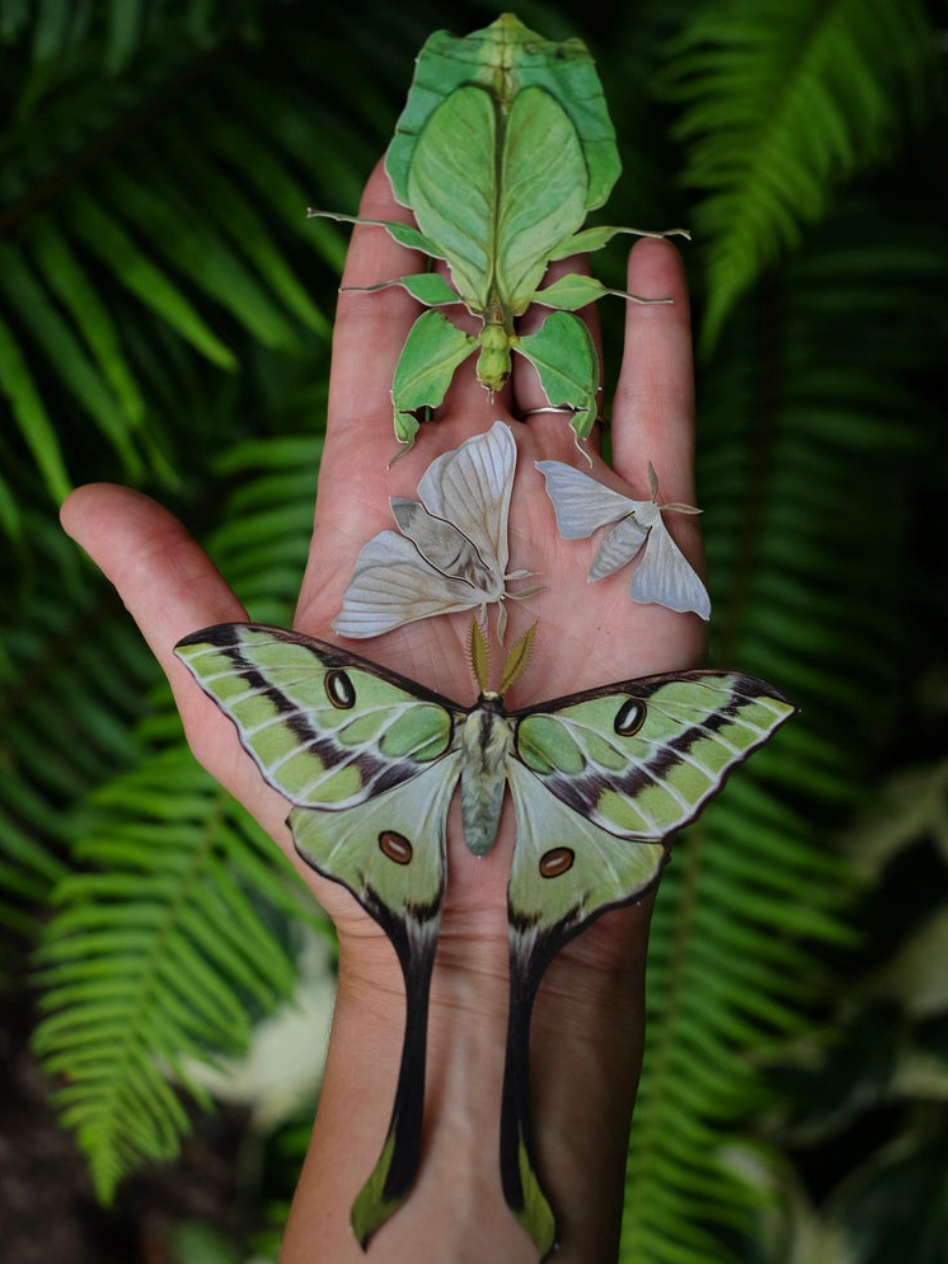 •LEAF• moth + leaf bug fine paper specimens