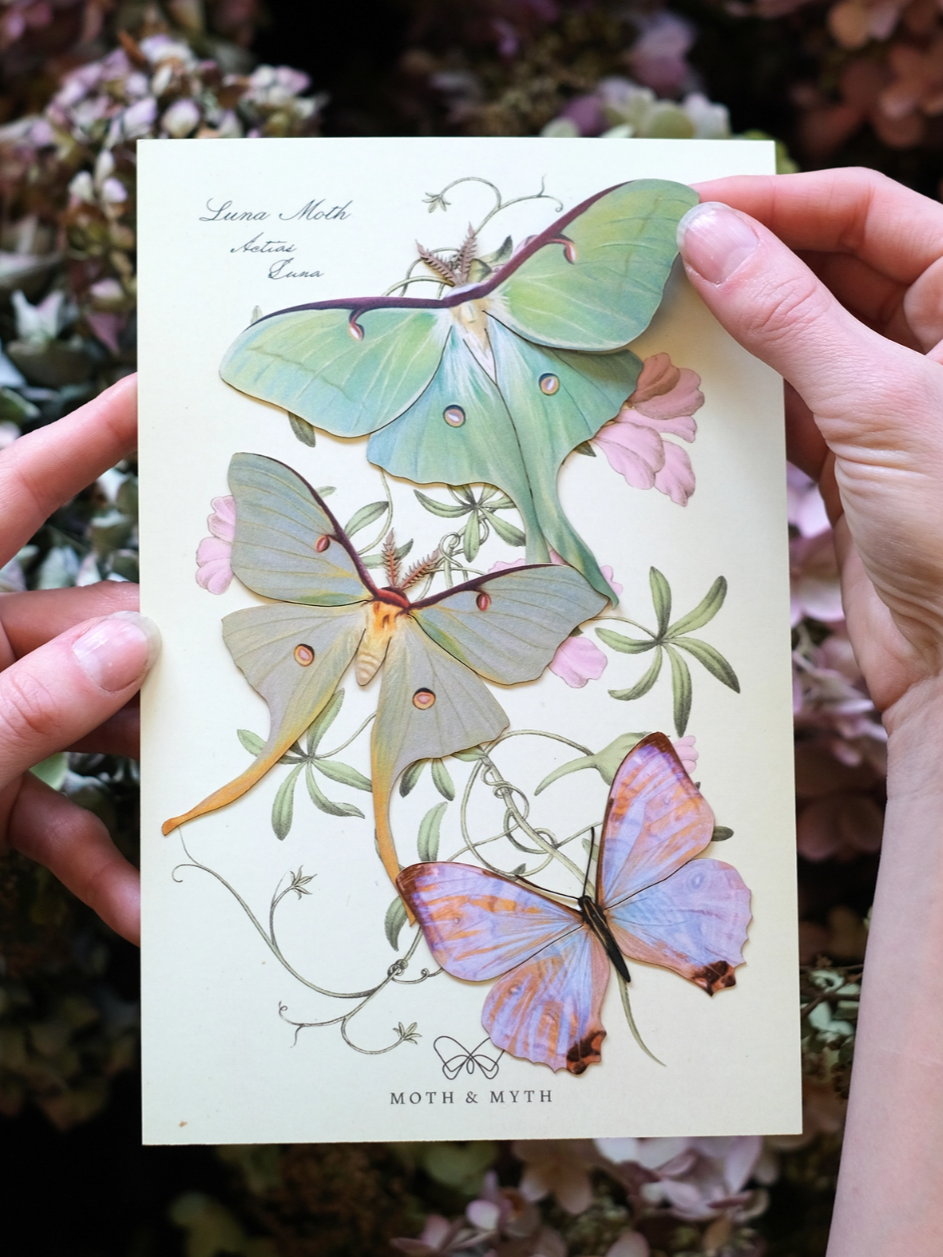 •SPRING• moth + butterfly fine paper specimens