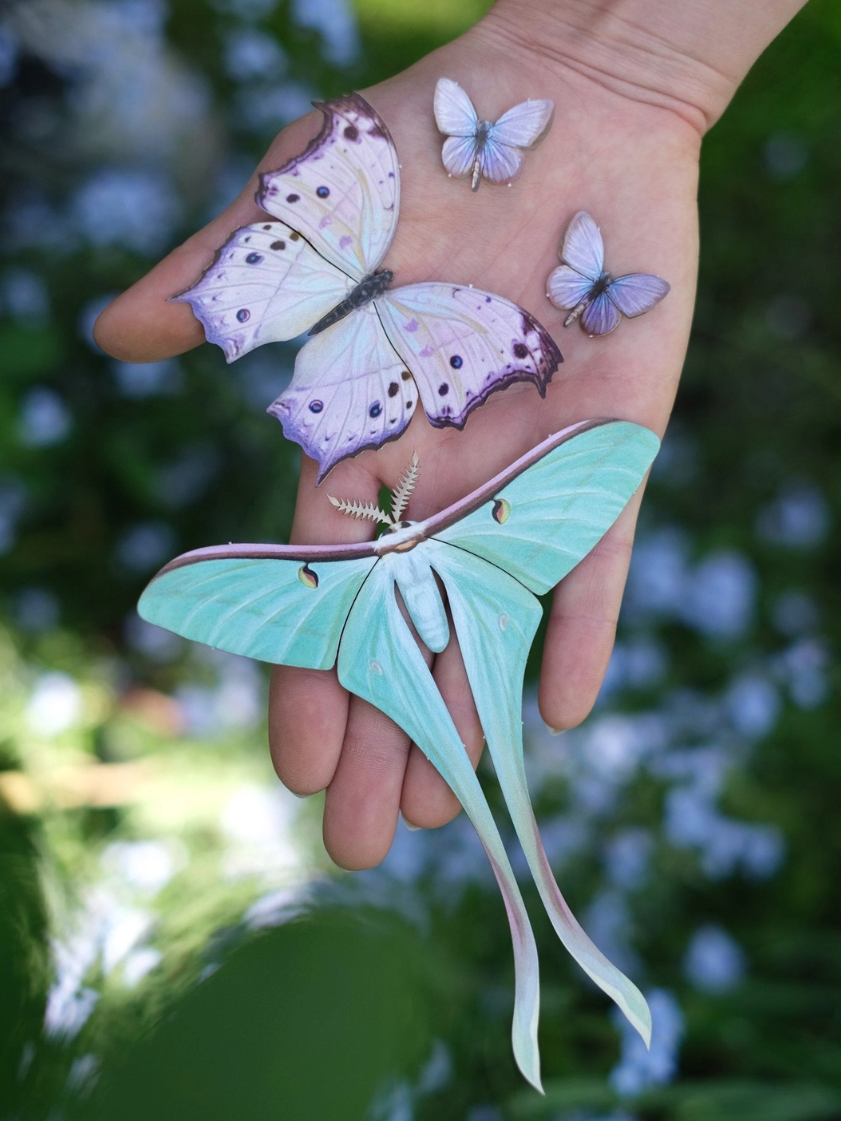 •HYACINTH• moth + butterfly fine paper specimens