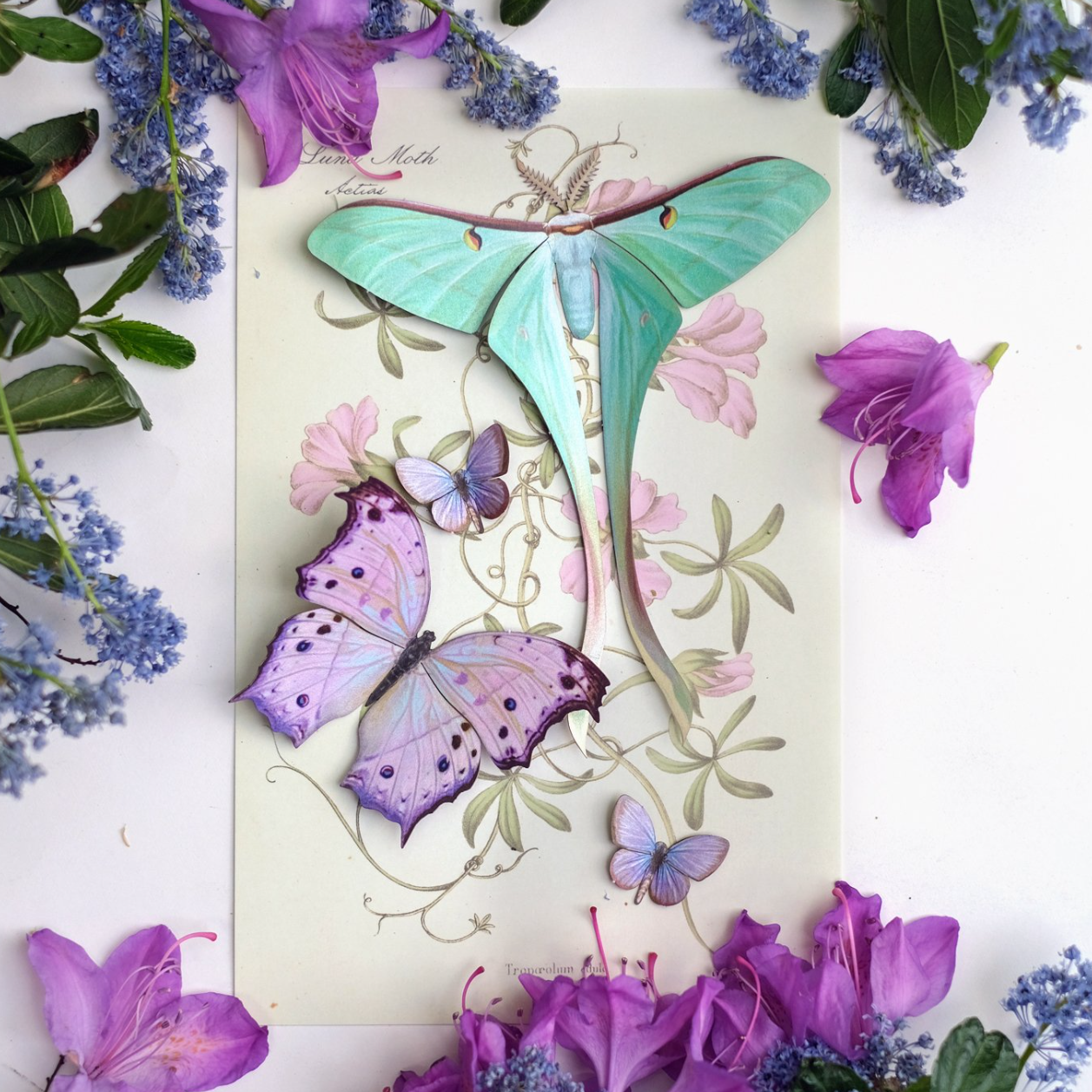 •HYACINTH• moth + butterfly fine paper specimens