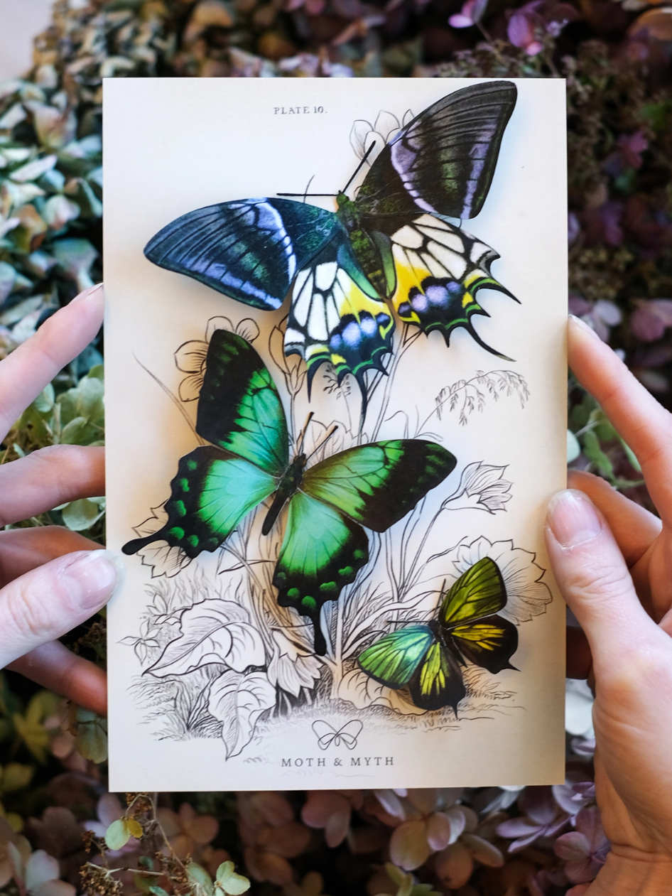 •MALACHITE• butterfly fine paper specimens