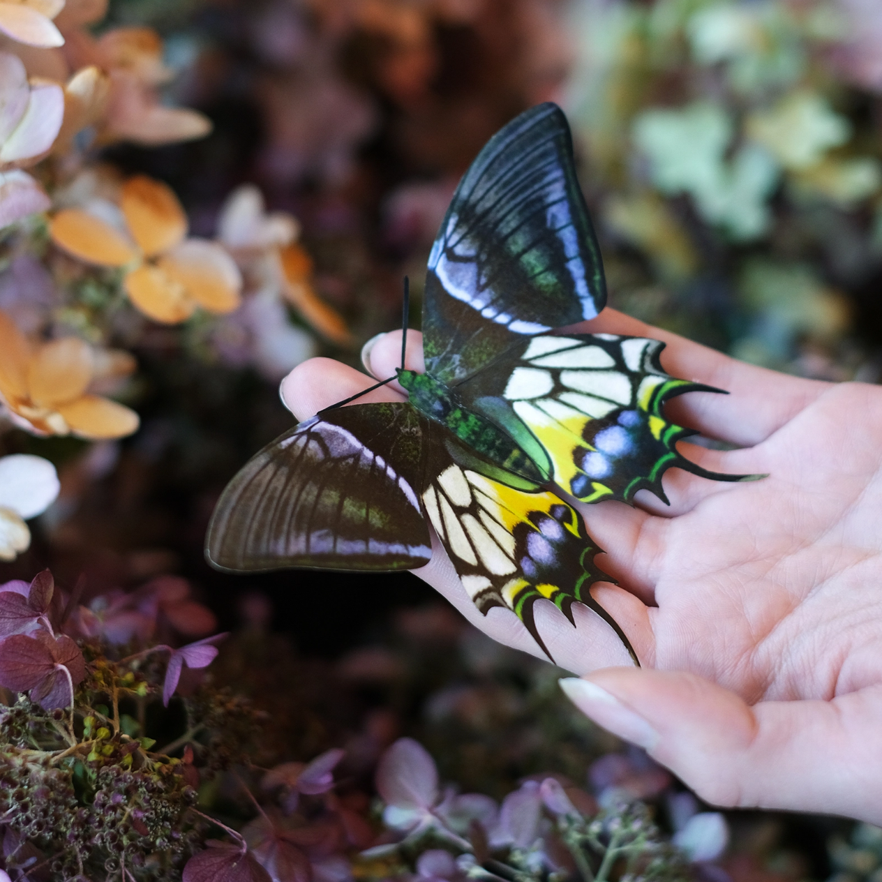 •MALACHITE• butterfly fine paper specimens