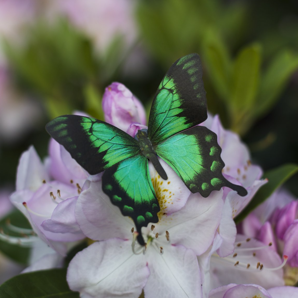 •MALACHITE• butterfly fine paper specimens