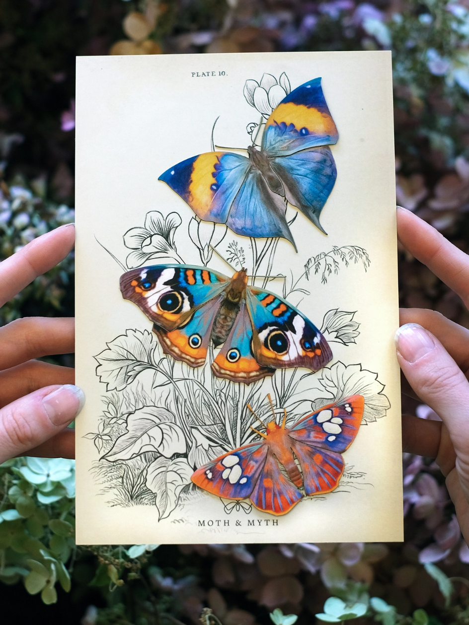 •DAWN• butterfly fine paper specimens