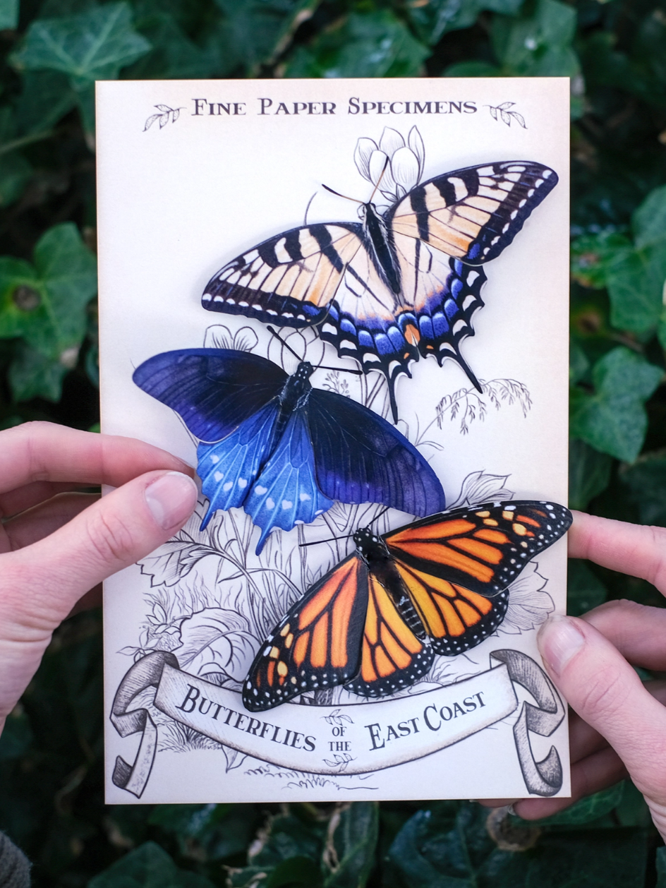 •EAST COAST• butterfly fine paper specimens