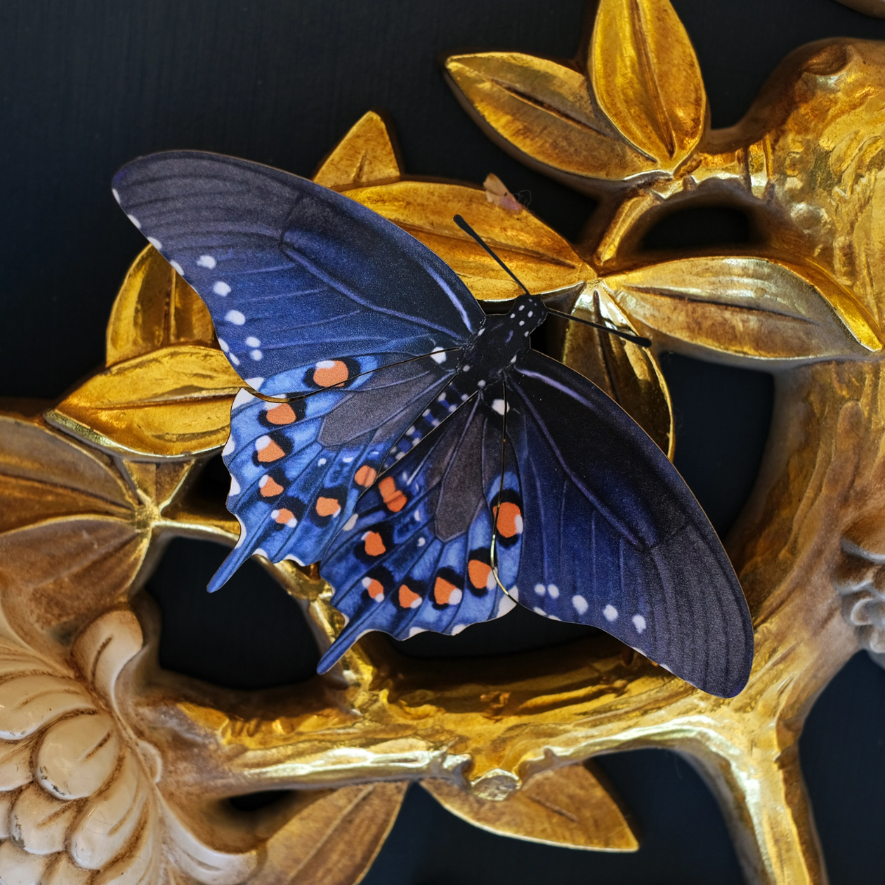•EAST COAST• butterfly fine paper specimens
