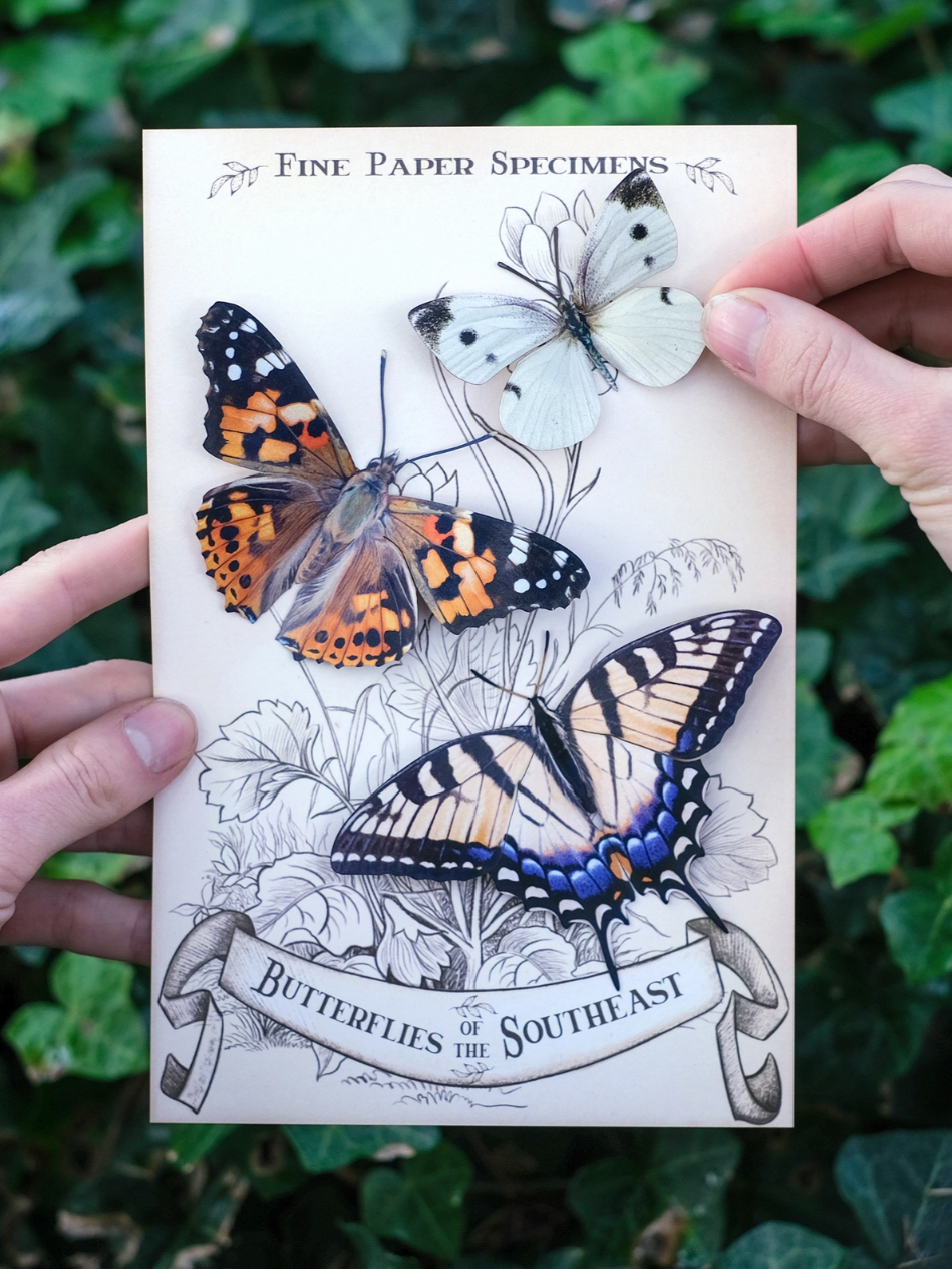 •SOUTHEAST• butterfly fine paper specimens
