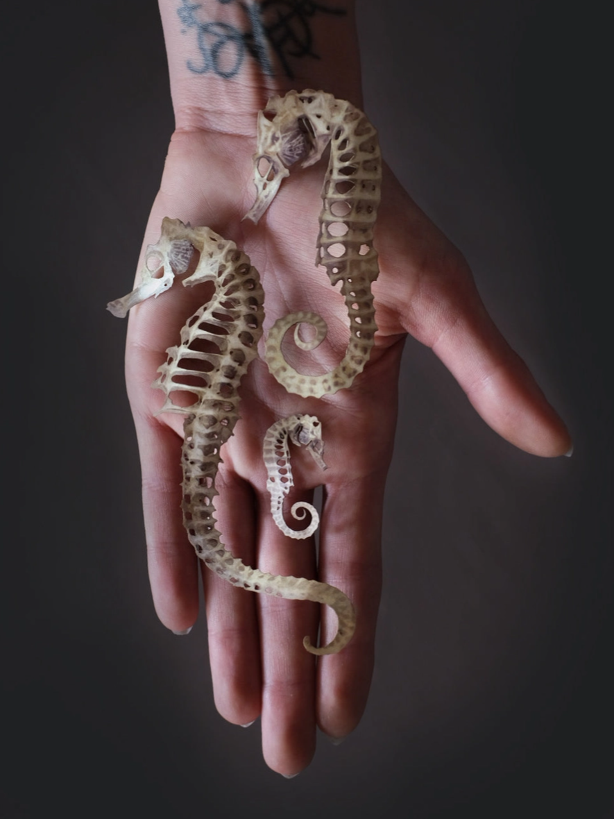 •DEL MAR• seahorse skeleton fine paper specimens