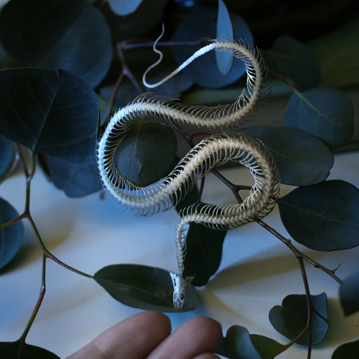 •ENHYDRIS• snake skeleton fine paper specimens