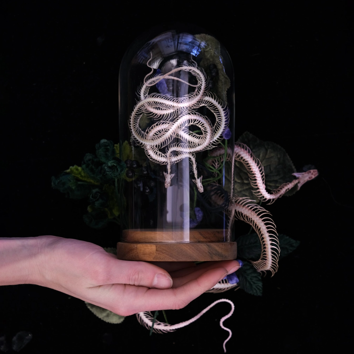 •ENHYDRIS• snake skeleton fine paper specimens