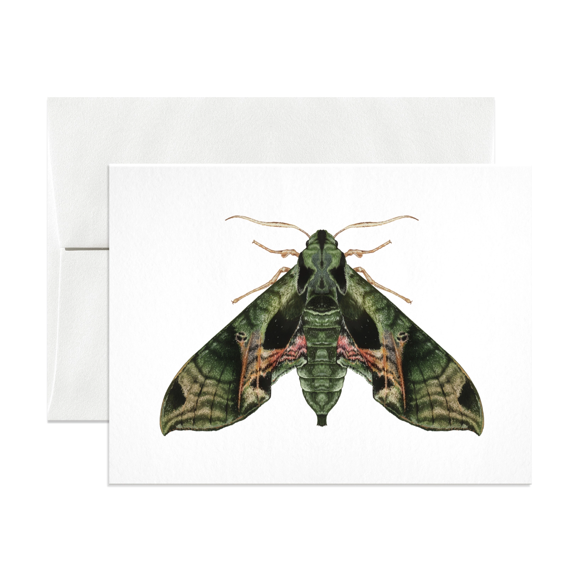 •PANDORA SPHINX MOTH• greeting card