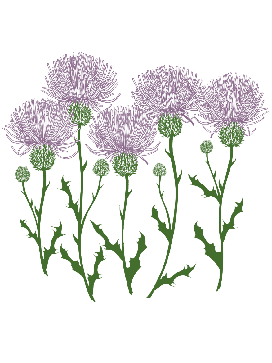 •THISTLES• cotton muscle tee (USA)