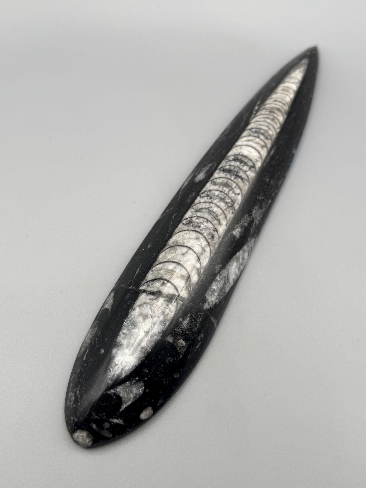 •ORTHOCERAS• fossilized stone slab