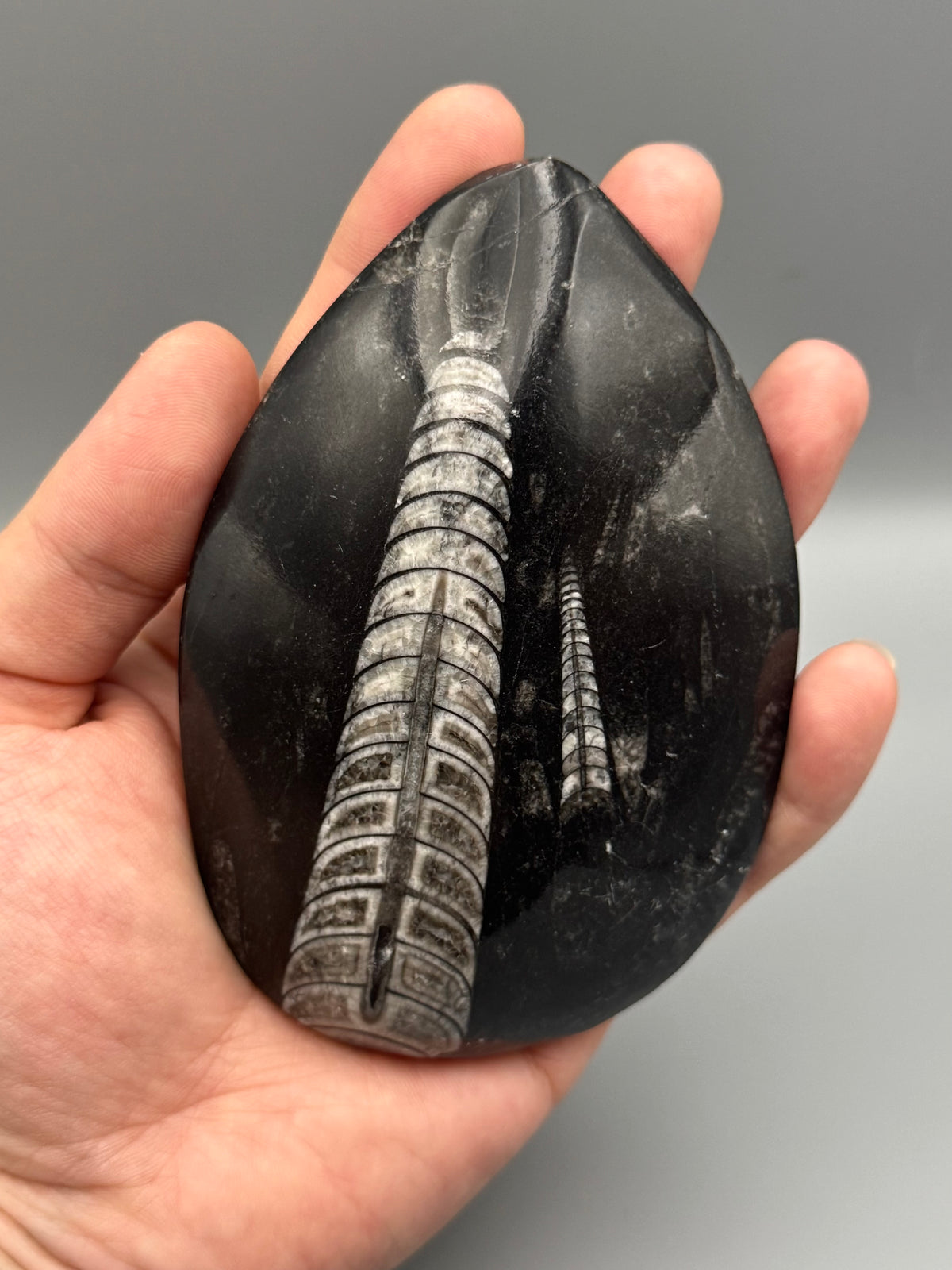 •ORTHOCERAS• fossilized stone slab