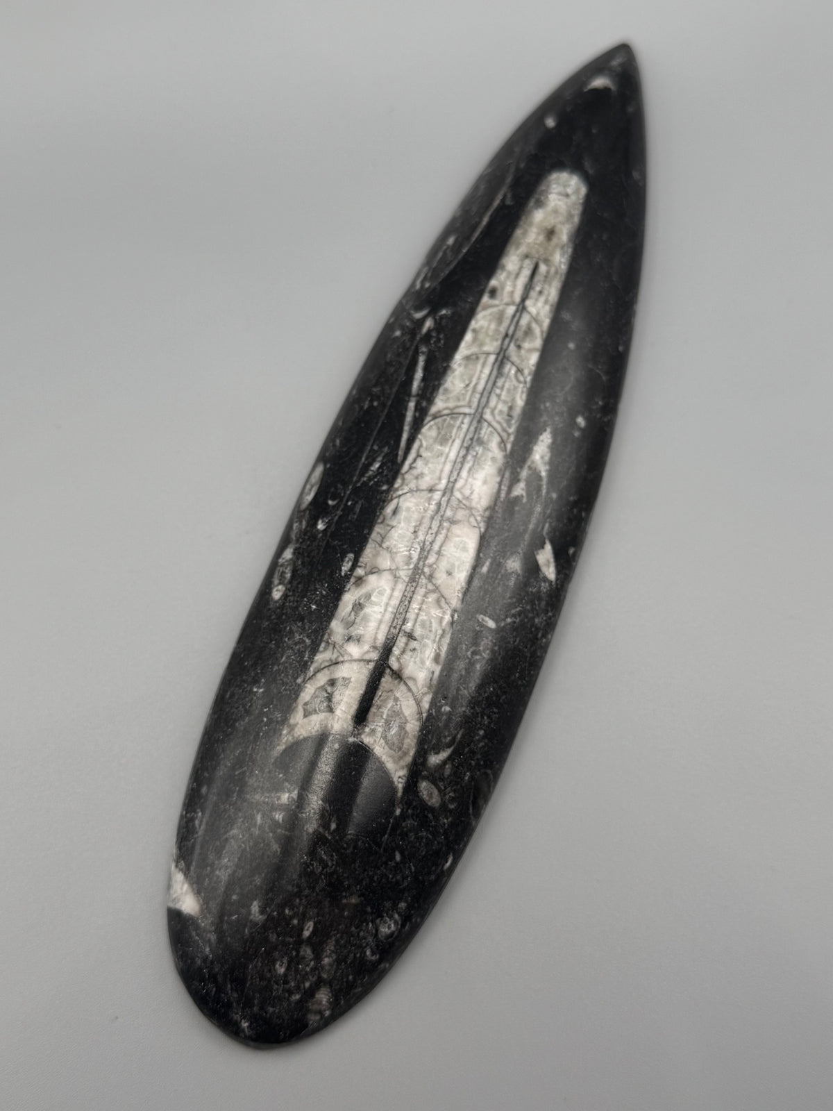 •ORTHOCERAS• fossilized stone slab