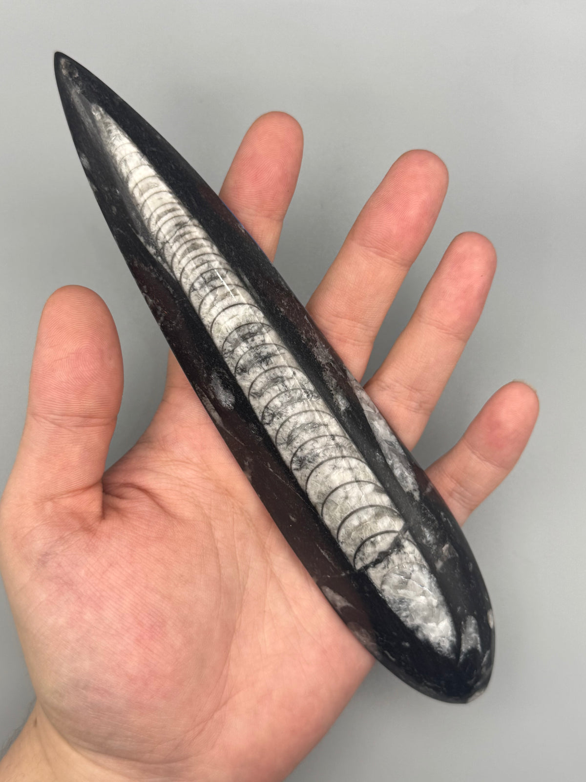 •ORTHOCERAS• fossilized stone slab