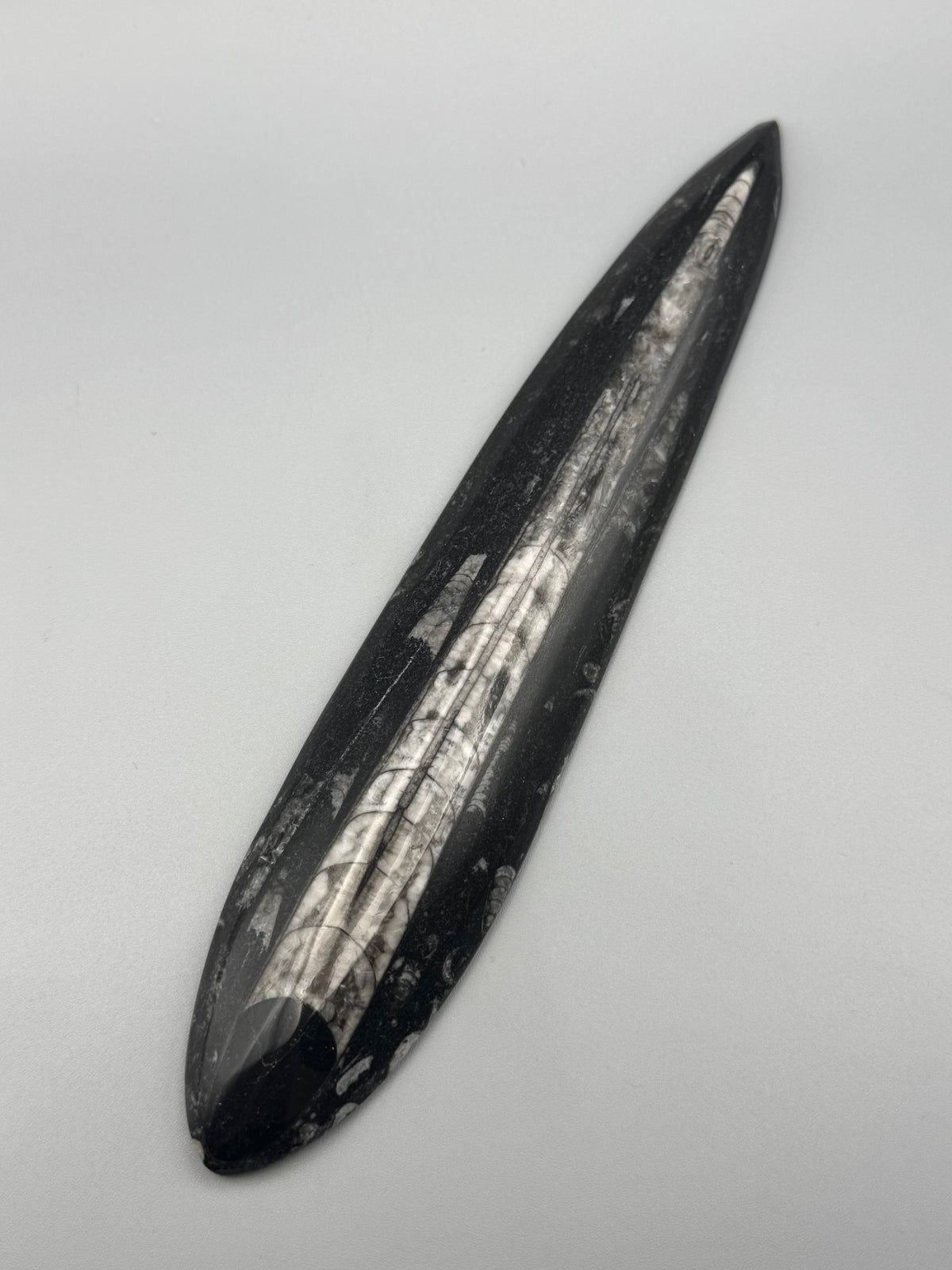 •ORTHOCERAS• fossilized stone slab