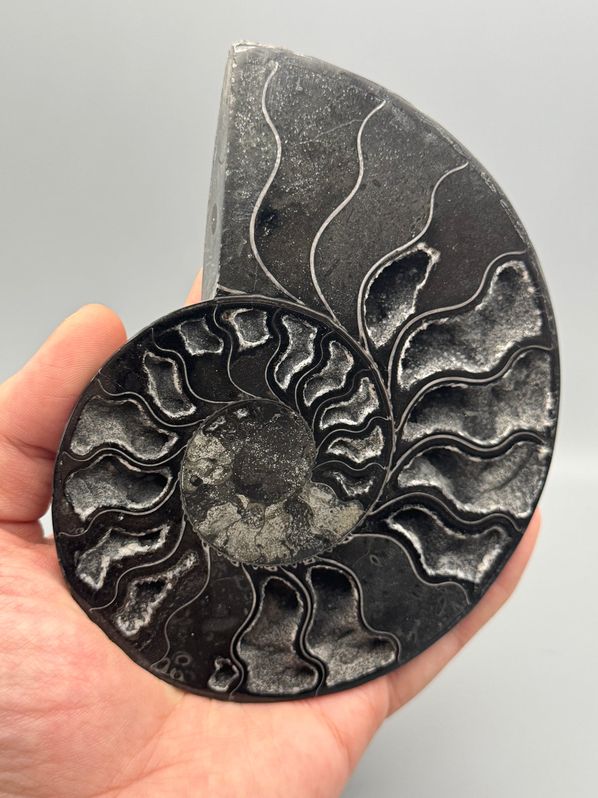 •BLACK AMMONITE• medium pyritized fossil pair (sold individually)