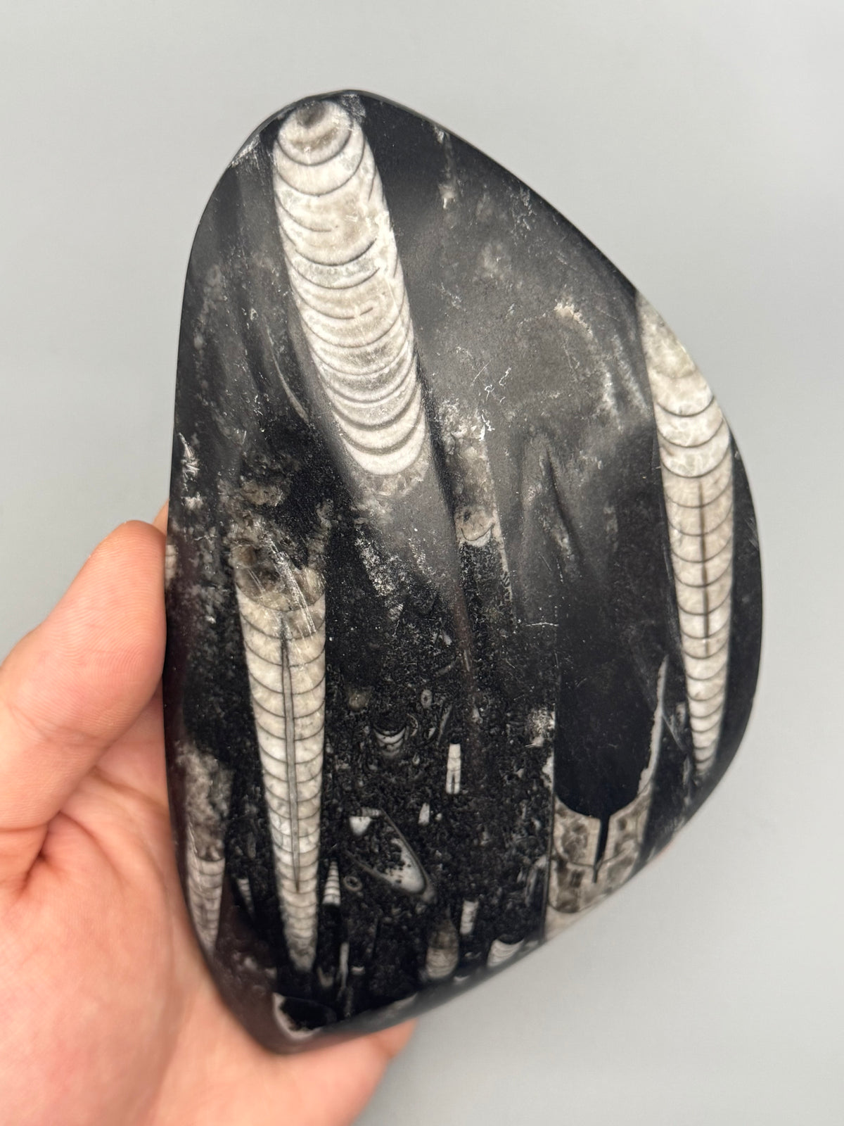 •ORTHOCERAS• fossilized stone slab