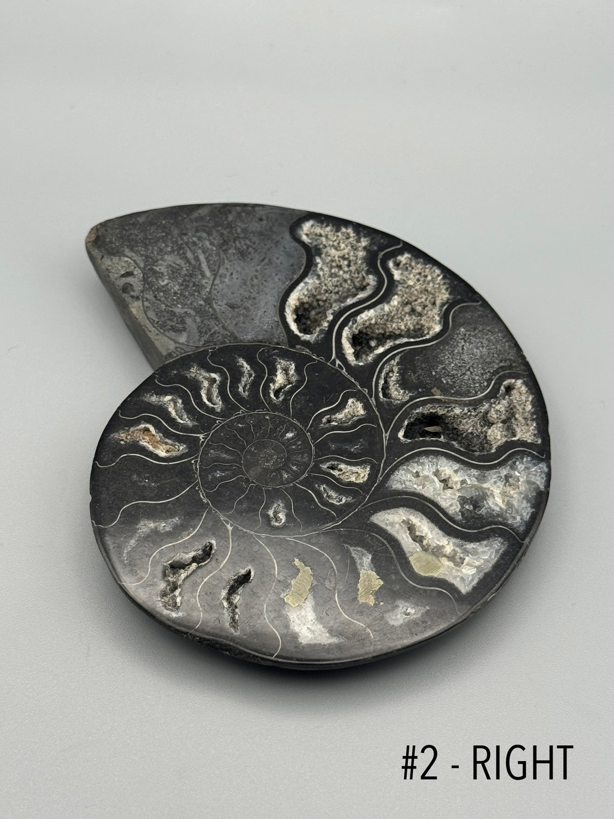•BLACK AMMONITE• small pyritized fossil pair (sold individually)