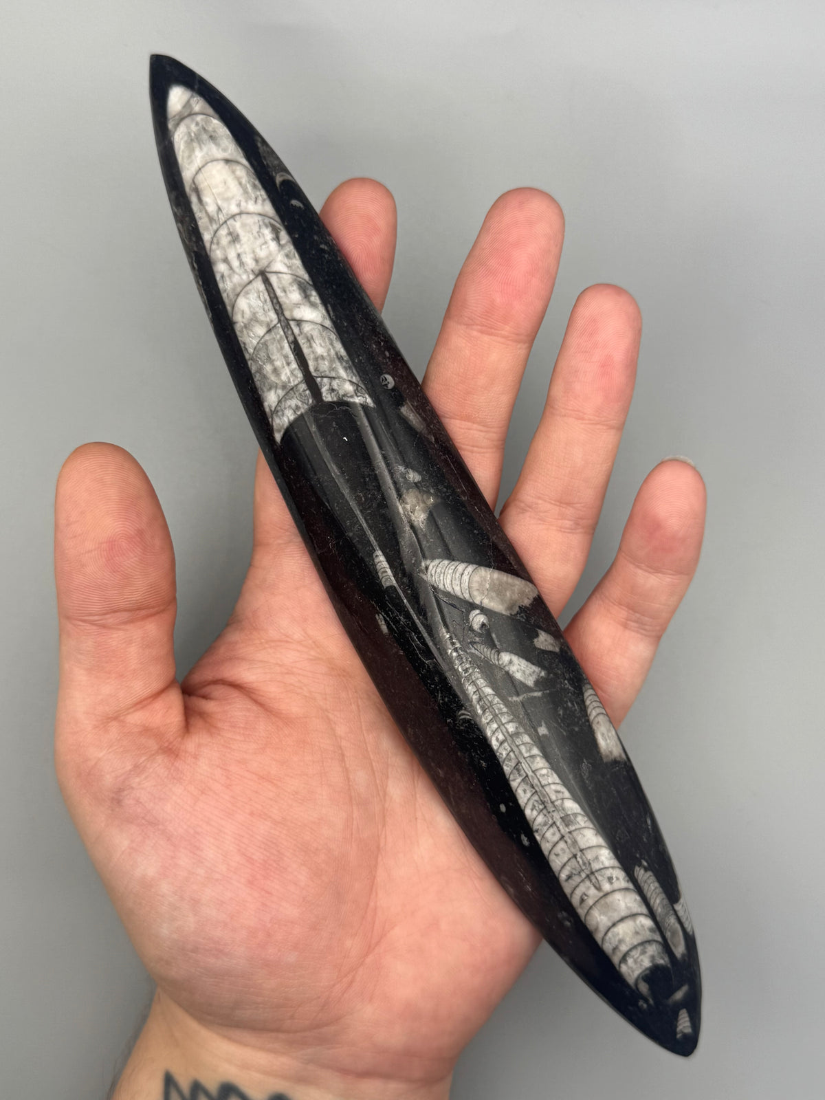 •ORTHOCERAS• fossilized stone slab