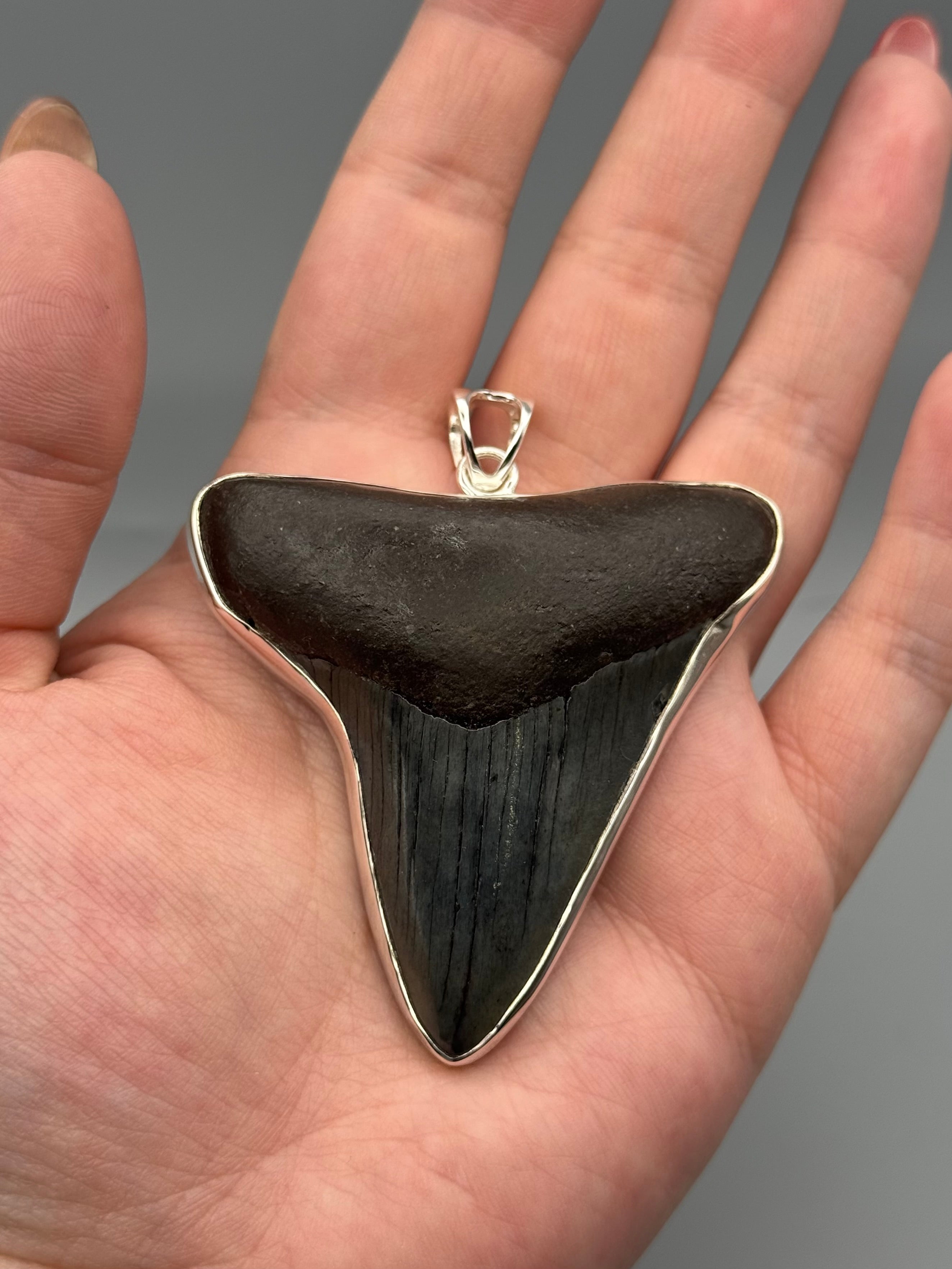 •FOSSILIZED SHARK TOOTH XXL• sterling silver pendant