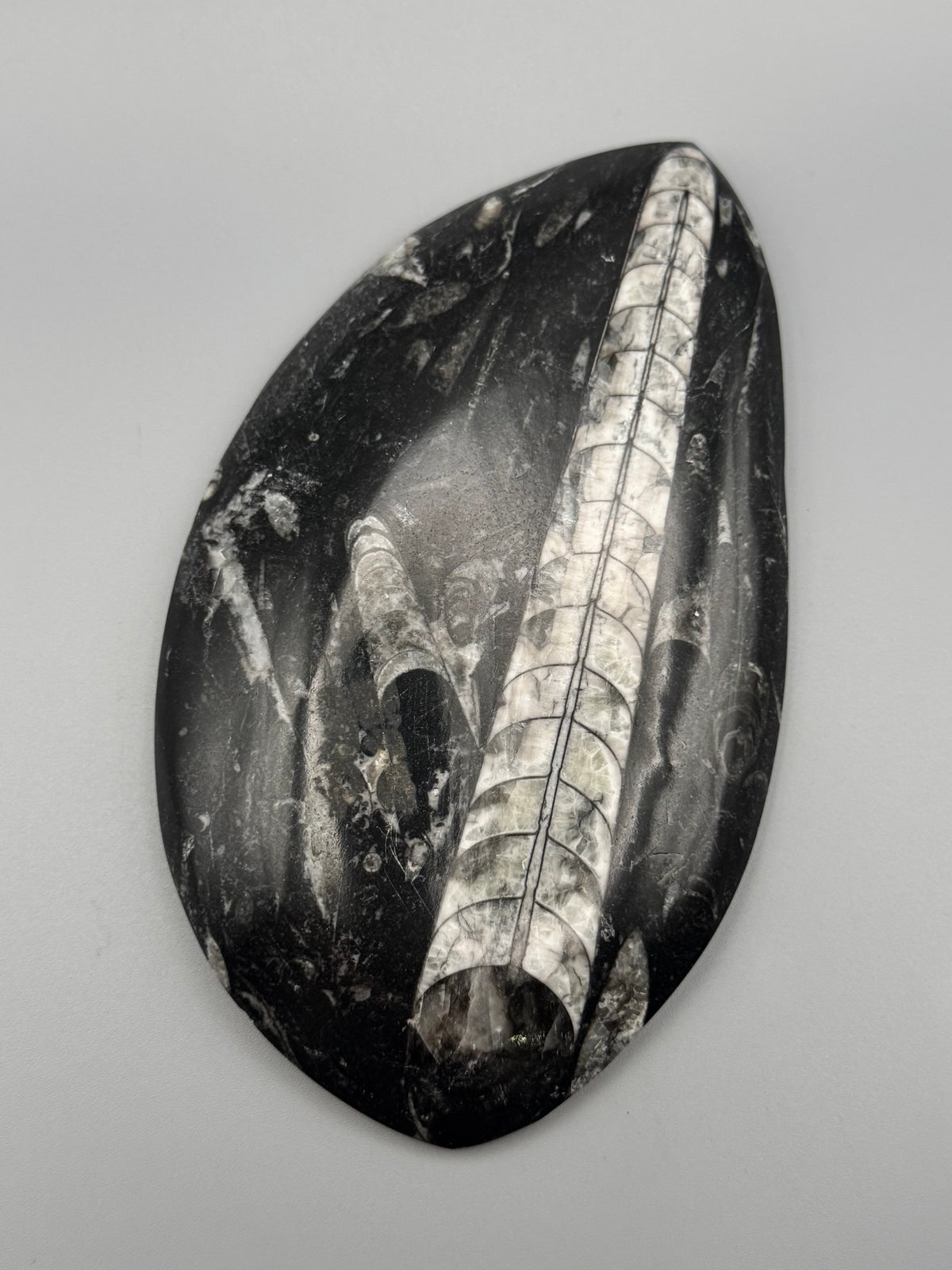 •ORTHOCERAS• fossilized stone slab