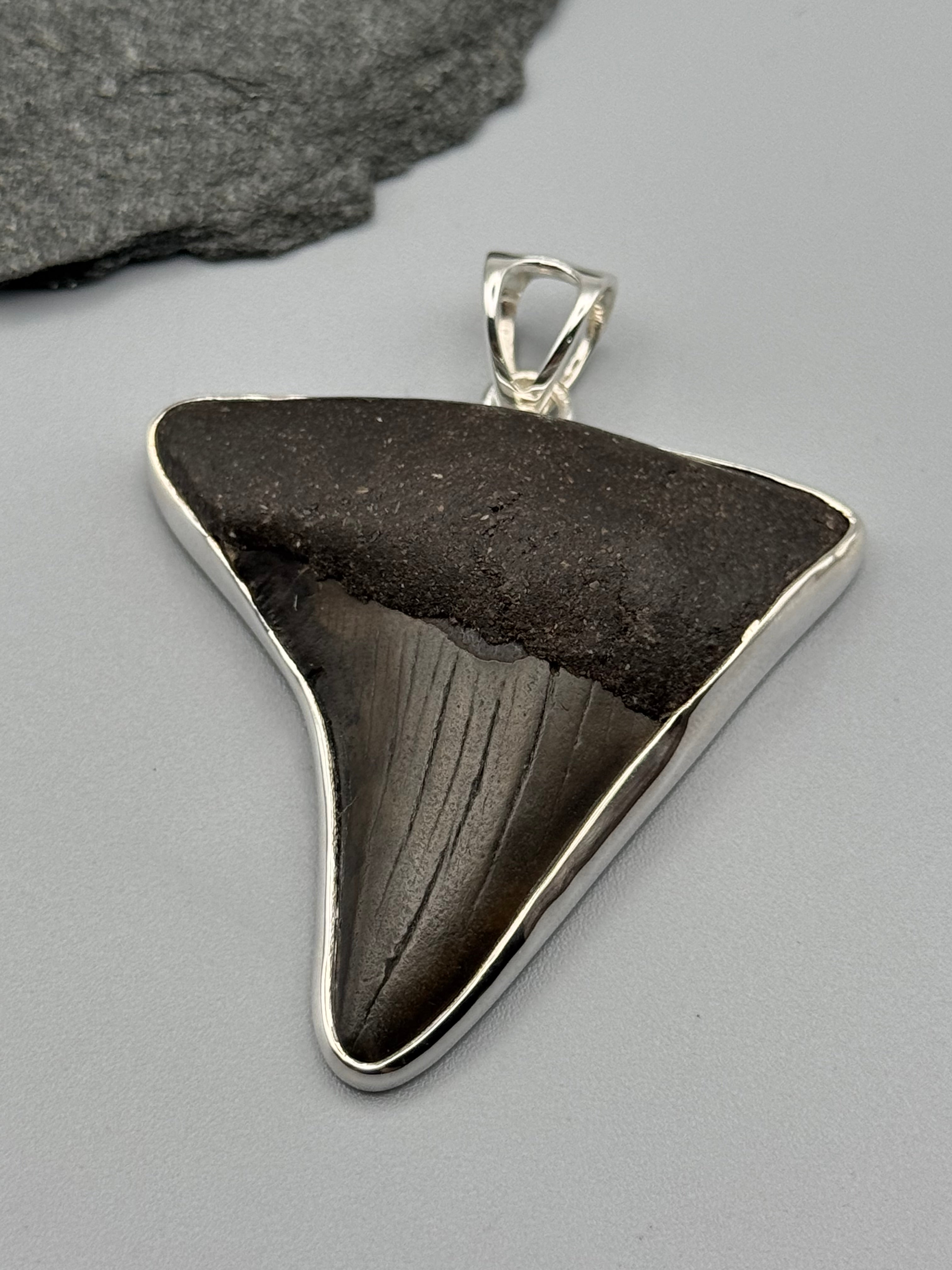 •FOSSILIZED SHARK TOOTH XL• sterling silver pendant