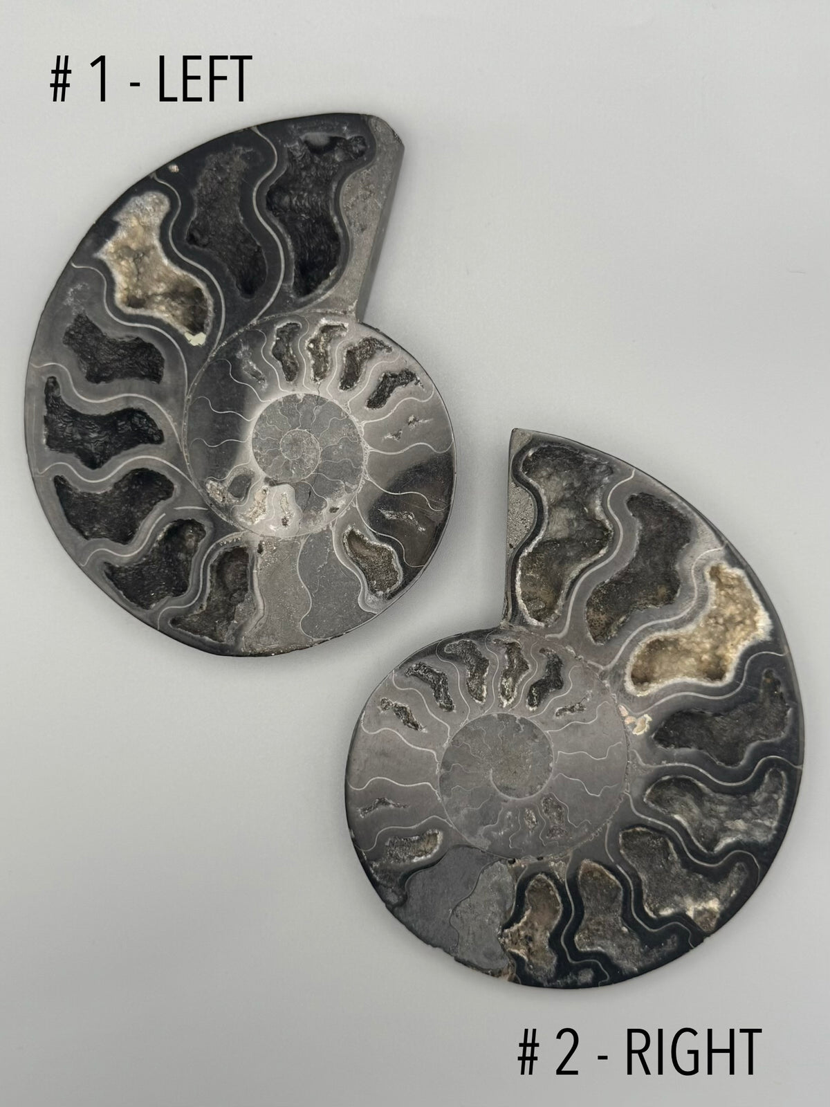 •BLACK AMMONITE• medium pyritized fossil pair (sold individually)