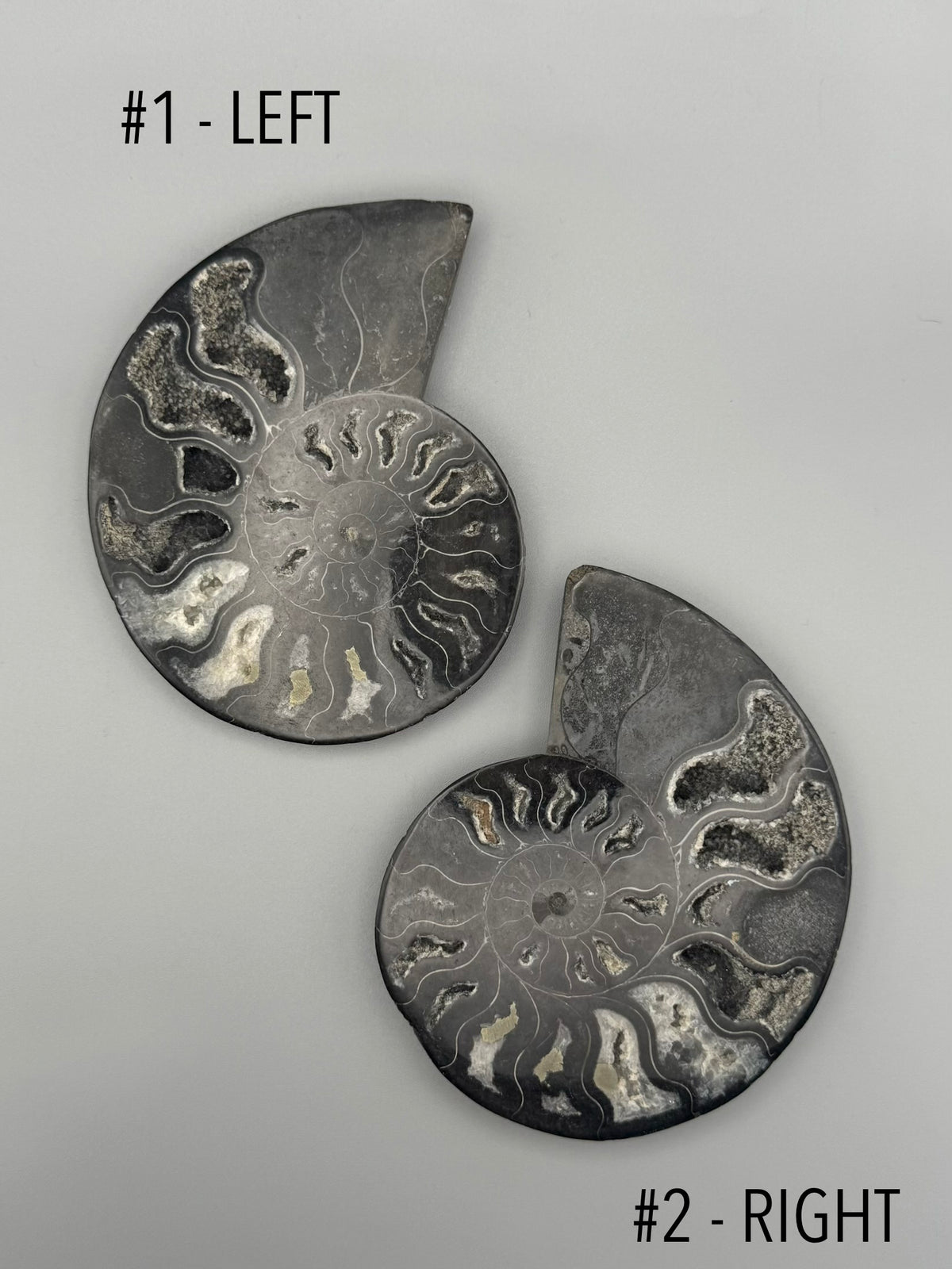 •BLACK AMMONITE• small pyritized fossil pair (sold individually)