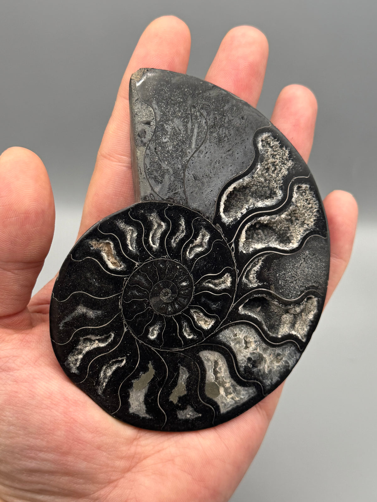 •BLACK AMMONITE• small pyritized fossil pair (sold individually)