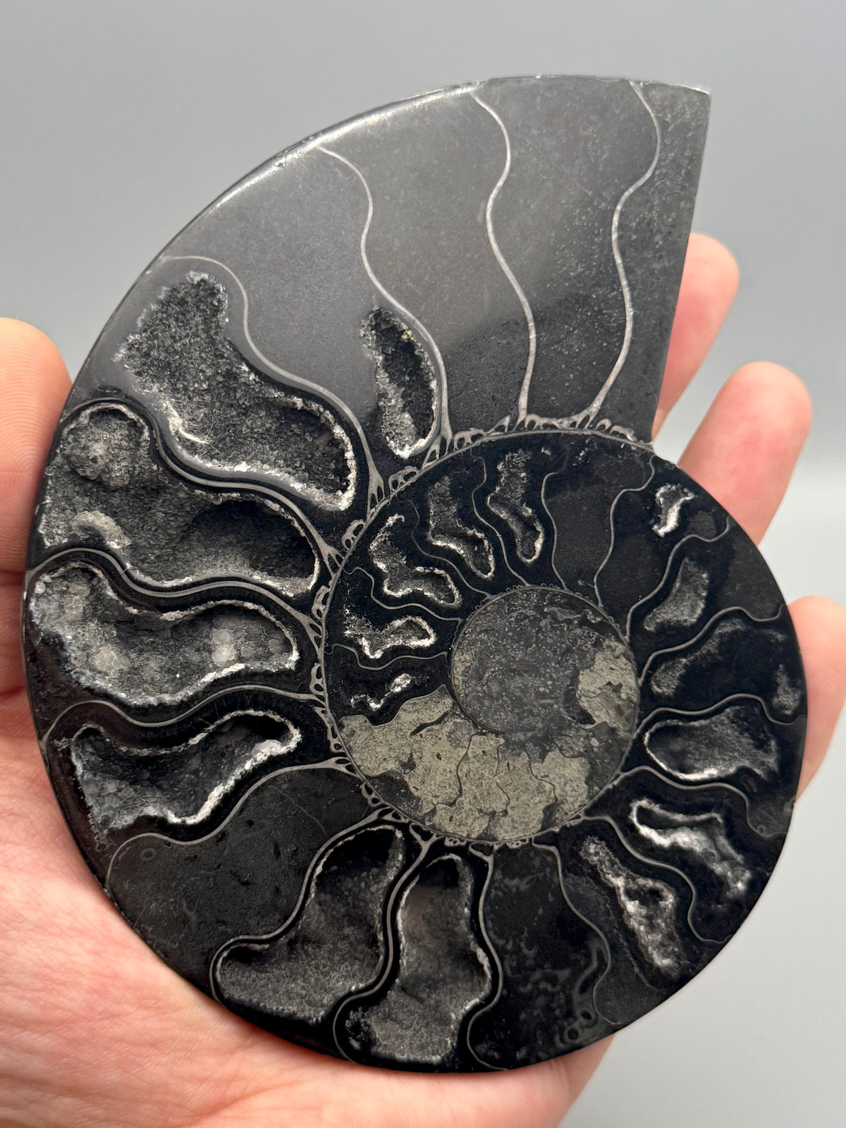 •BLACK AMMONITE• medium pyritized fossil pair (sold individually)