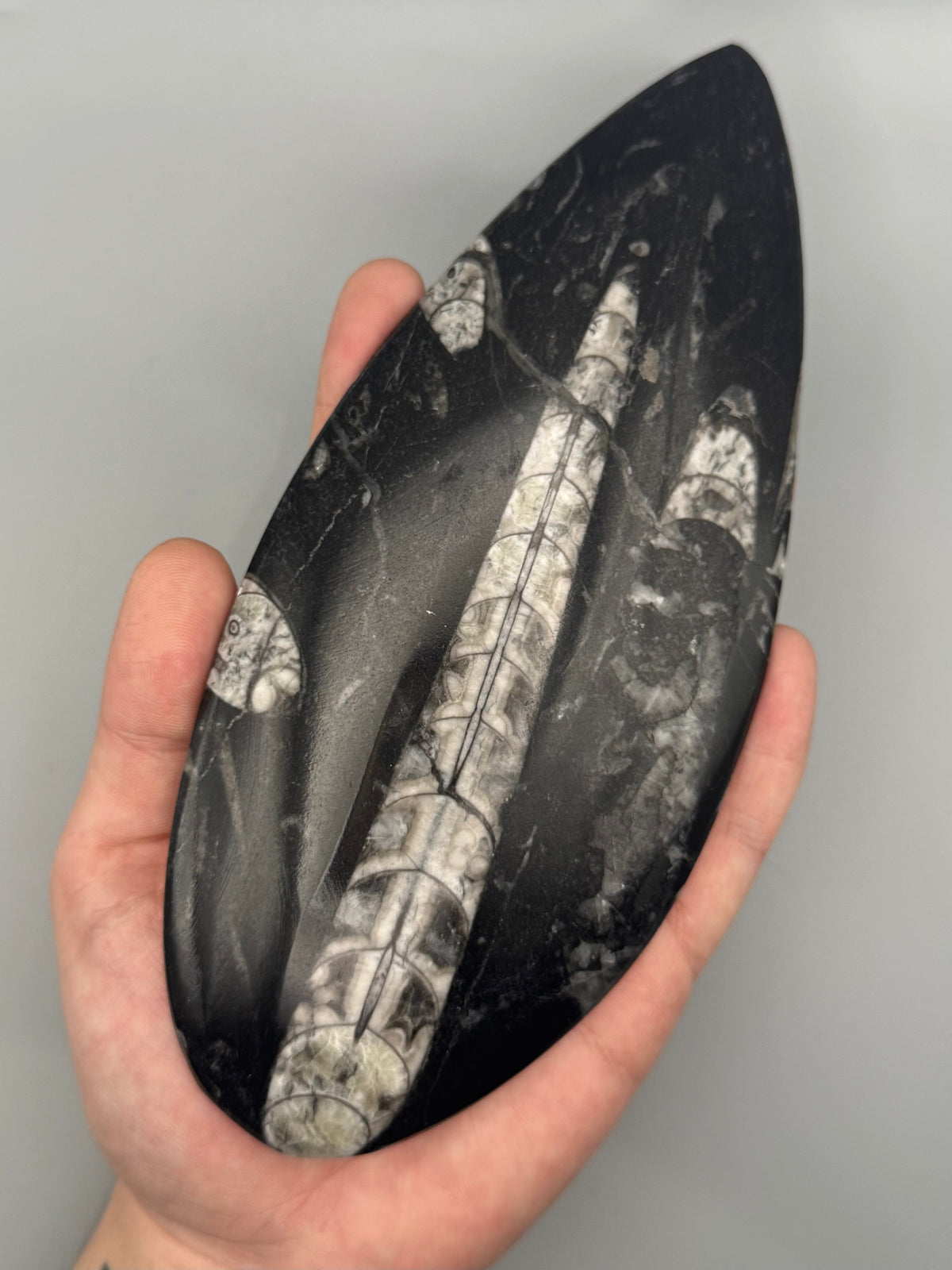 •ORTHOCERAS• fossilized stone slab