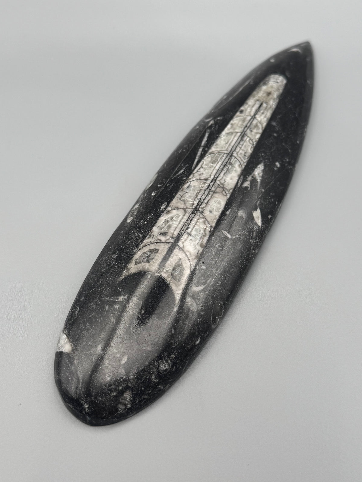 •ORTHOCERAS• fossilized stone slab