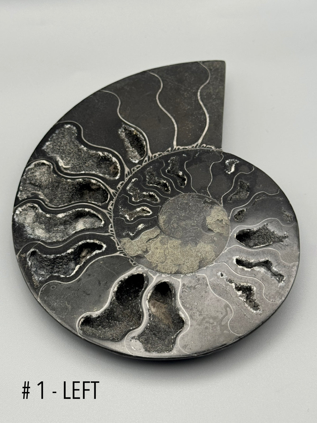 •BLACK AMMONITE• medium pyritized fossil pair (sold individually)