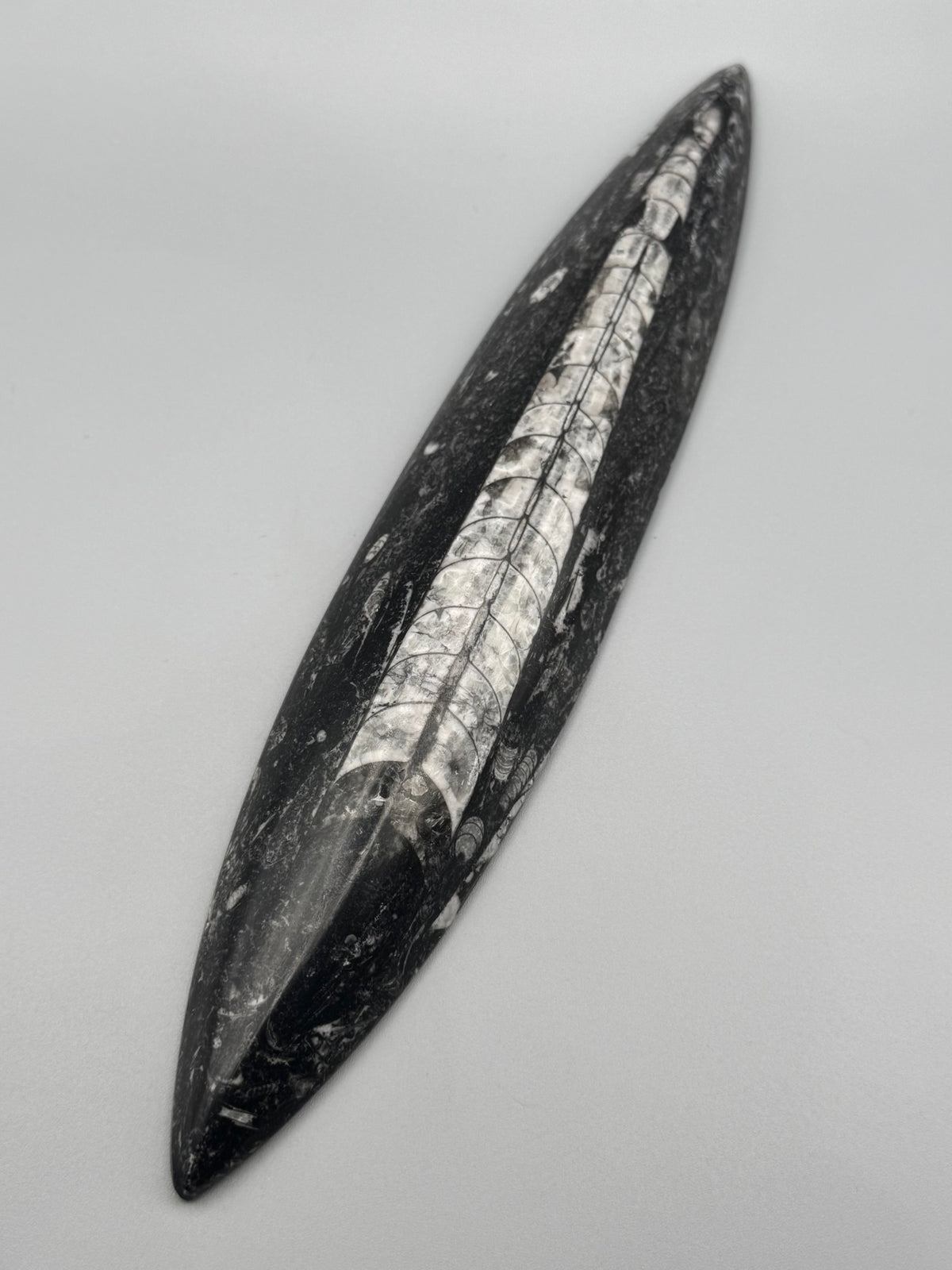 •ORTHOCERAS• fossilized stone slab